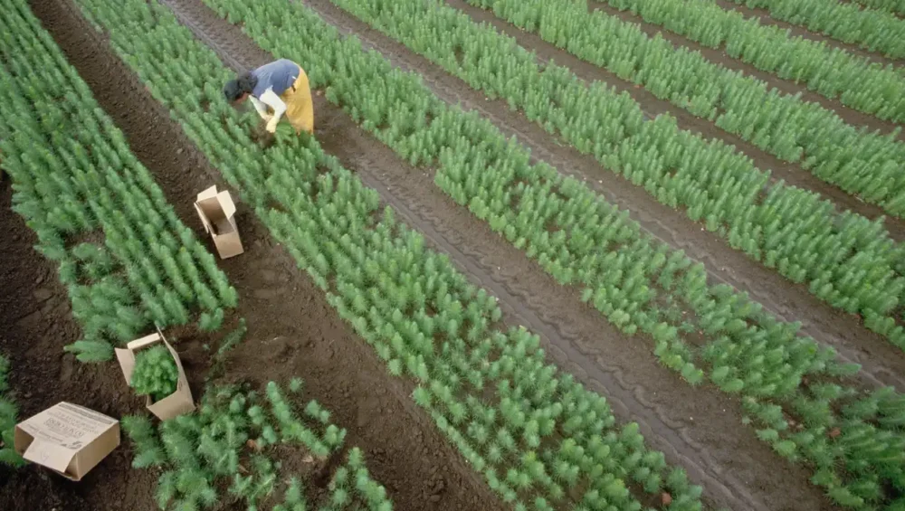 The Human Cost of Delay: Why New Zealand Can’t Afford to Ignore Modern Slavery?