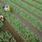 The Human Cost of Delay: Why New Zealand Can’t Afford to Ignore Modern Slavery?