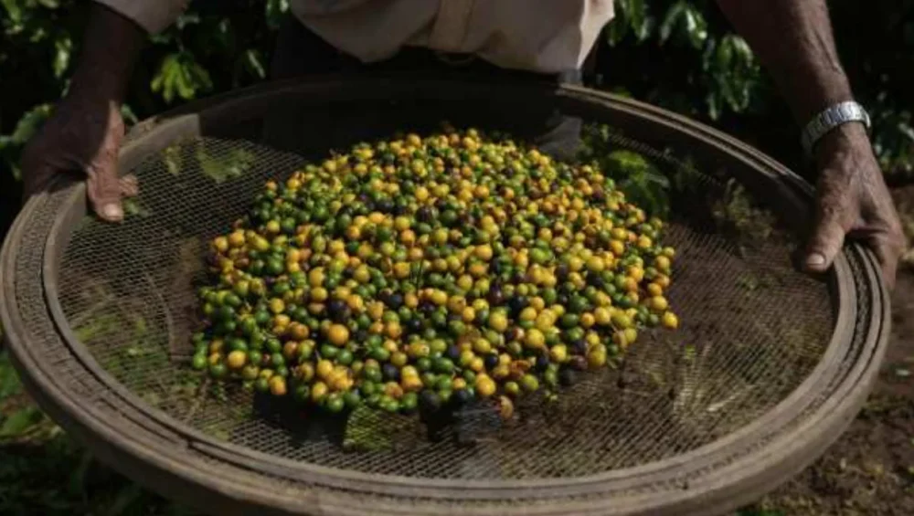 The Shadow of Slavery in Brazil’s Coffee and Cattle Industries