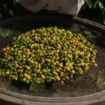 The Shadow of Slavery in Brazil’s Coffee and Cattle Industries